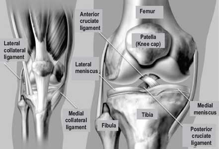 How is the knee joint formed